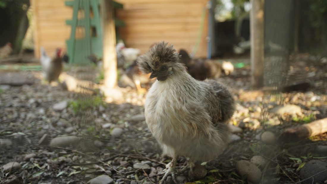 Animales de granja